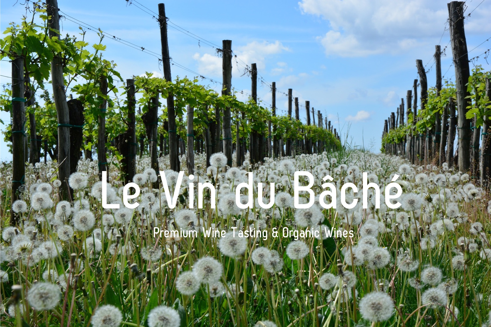 Le Vin du Bâché Kalmthout