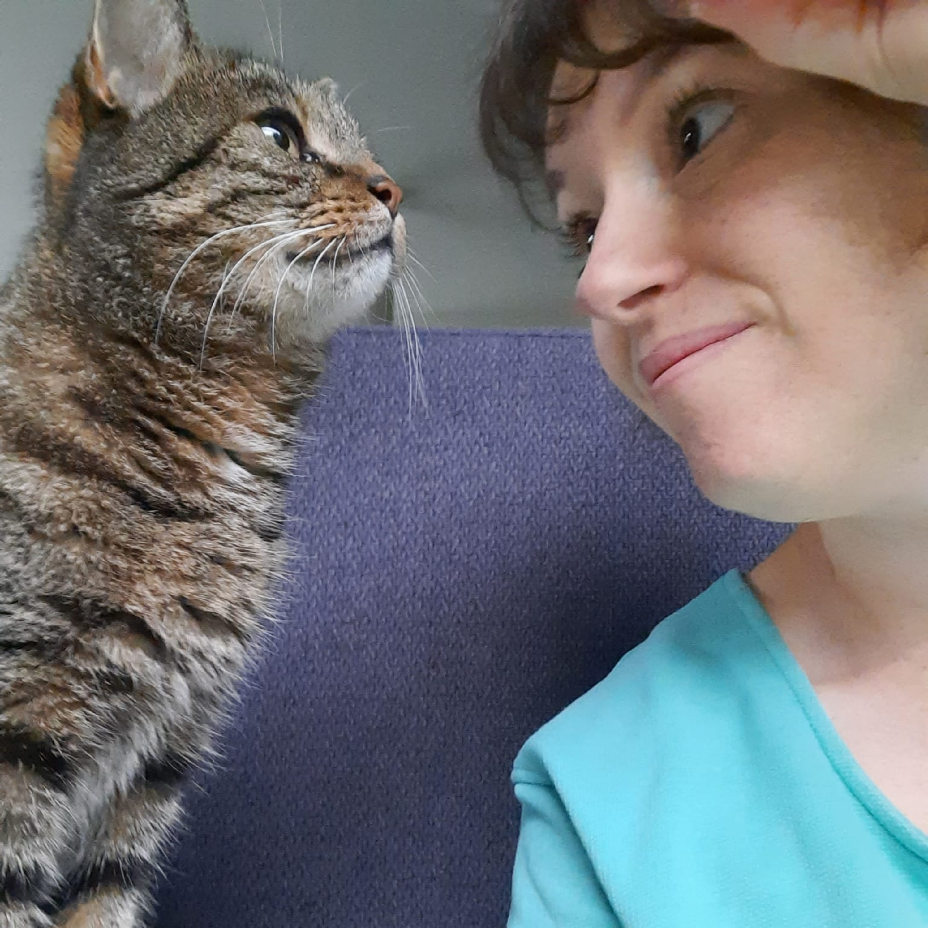 Kattenoppas - The Pet Coach Overijse